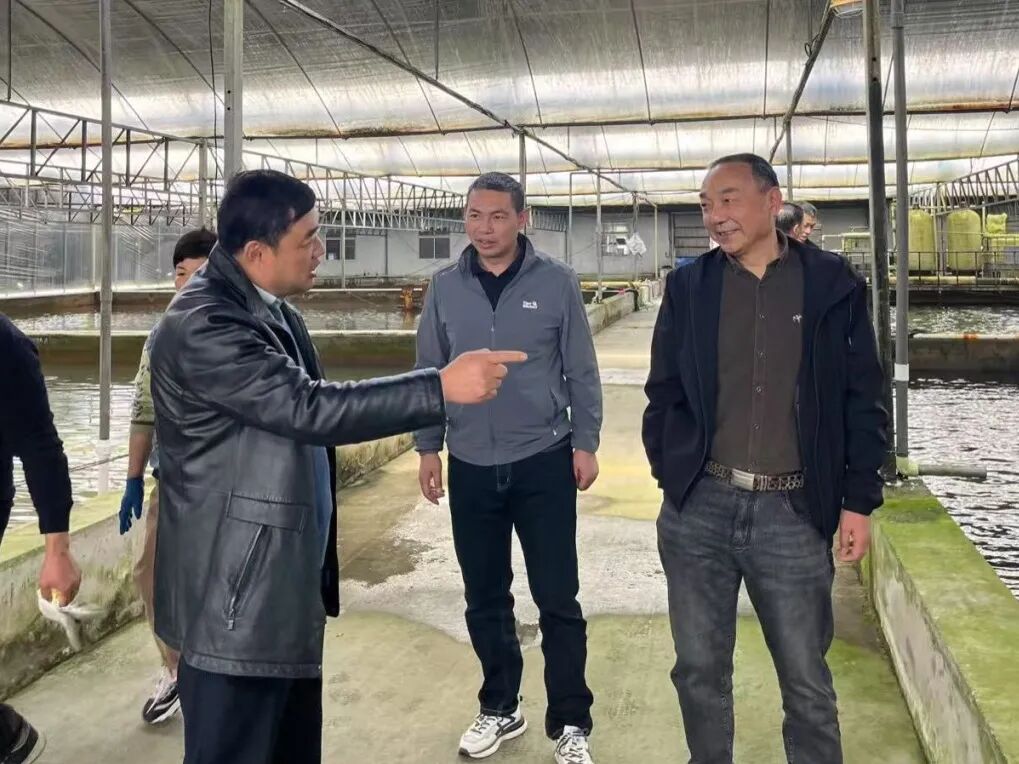 江苏省冷链学会与水产学会联合调研泰州高港河豚养殖基地，助力产业高质量发展